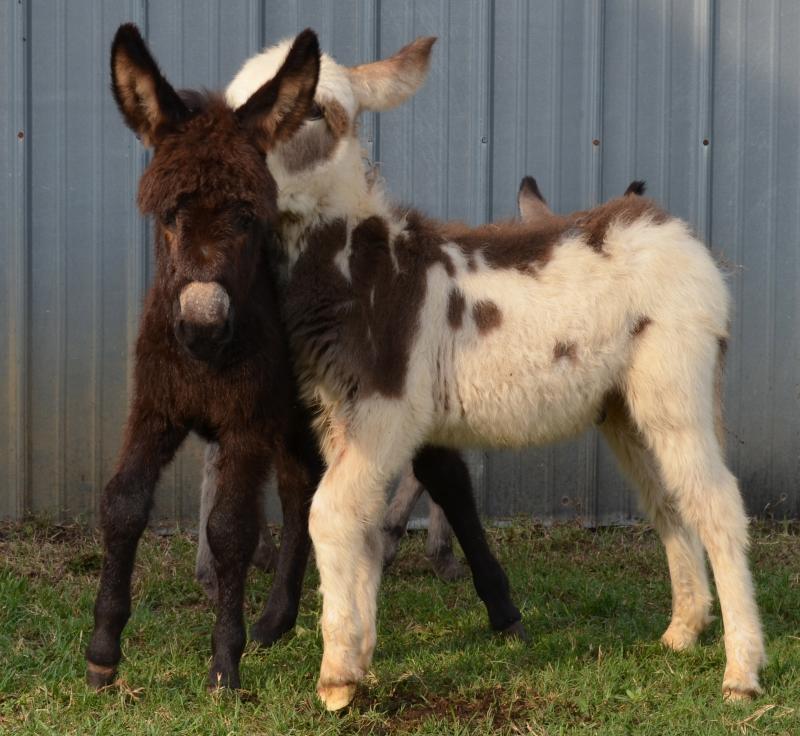 Otis and Roscoe